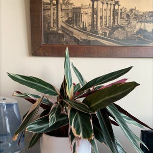Triostar Stromanthe plant photo by @BoozyBillsBabe named Morgana on Greg, the plant care app.