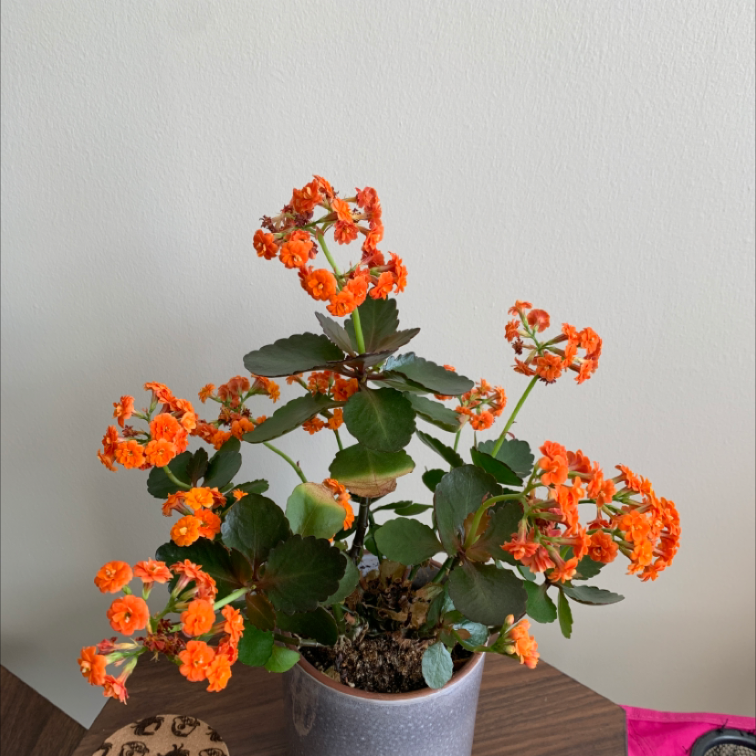 Florist Kalanchoe plant photo by @BoozyBillsBabe named Kole on Greg, the plant care app.