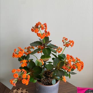 Florist Kalanchoe plant in Baltimore, Maryland