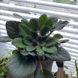 African Violet plant in Baltimore, Maryland