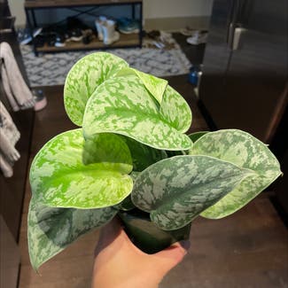 Satin Pothos plant in Baltimore, Maryland