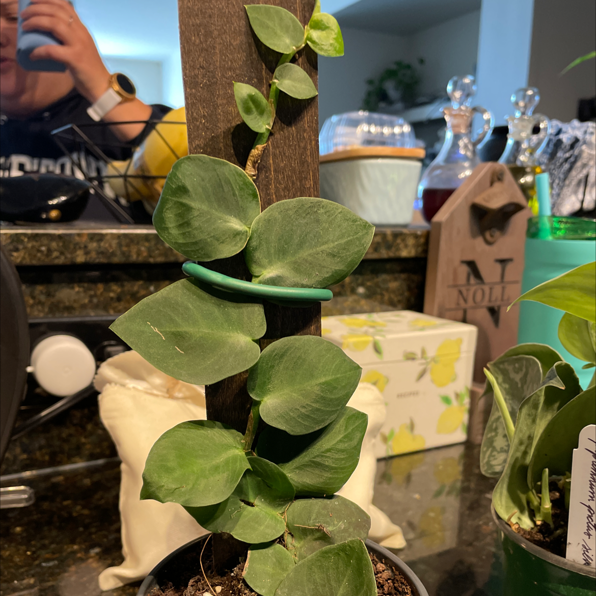 Waxvine plant climbing a wooden support indoors with healthy green leaves.