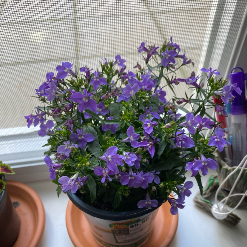 Potted Edging Lobelia with purple flowers on a windowsill.