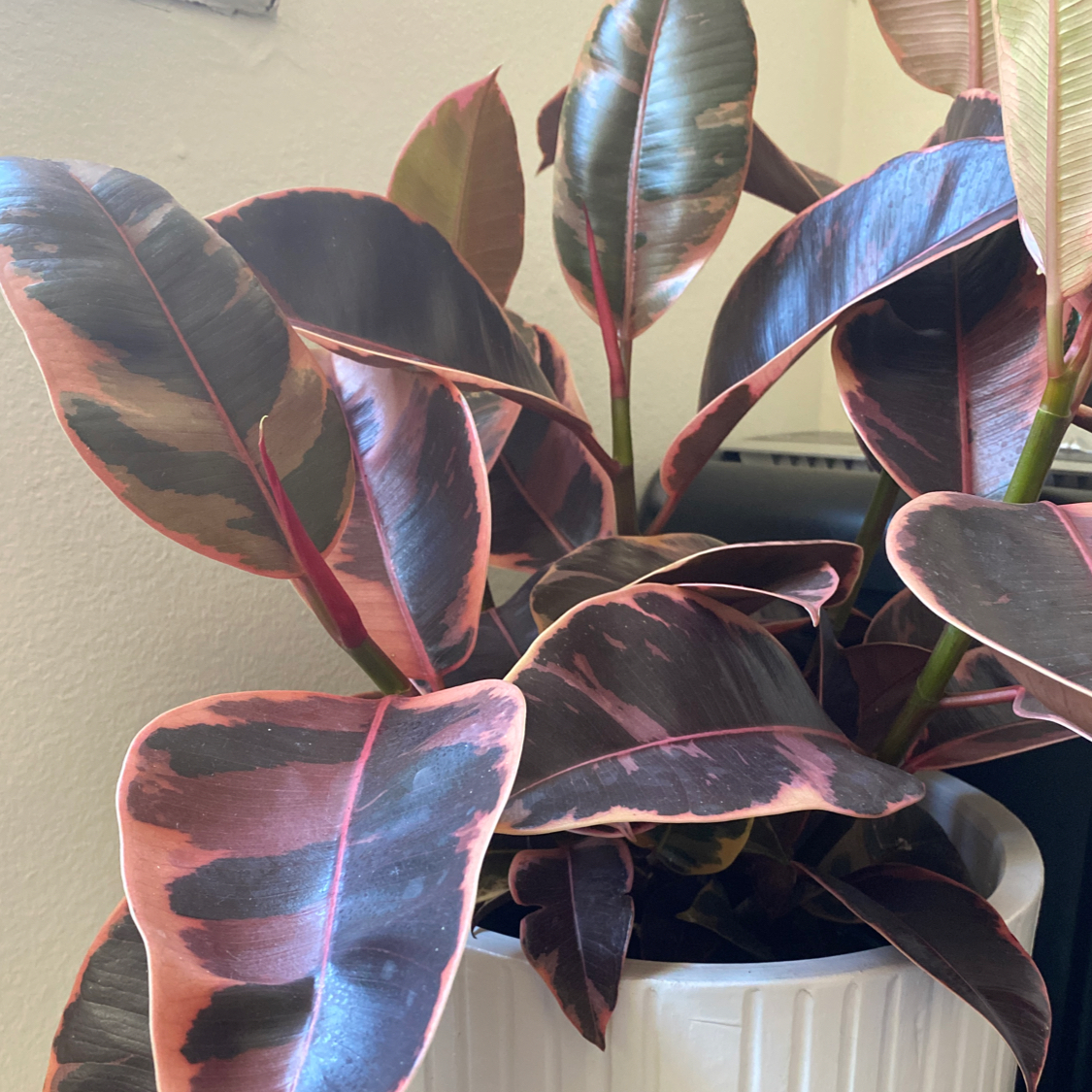 Ficus 'Ruby' plant with variegated leaves in a white pot, well-framed and in focus.
