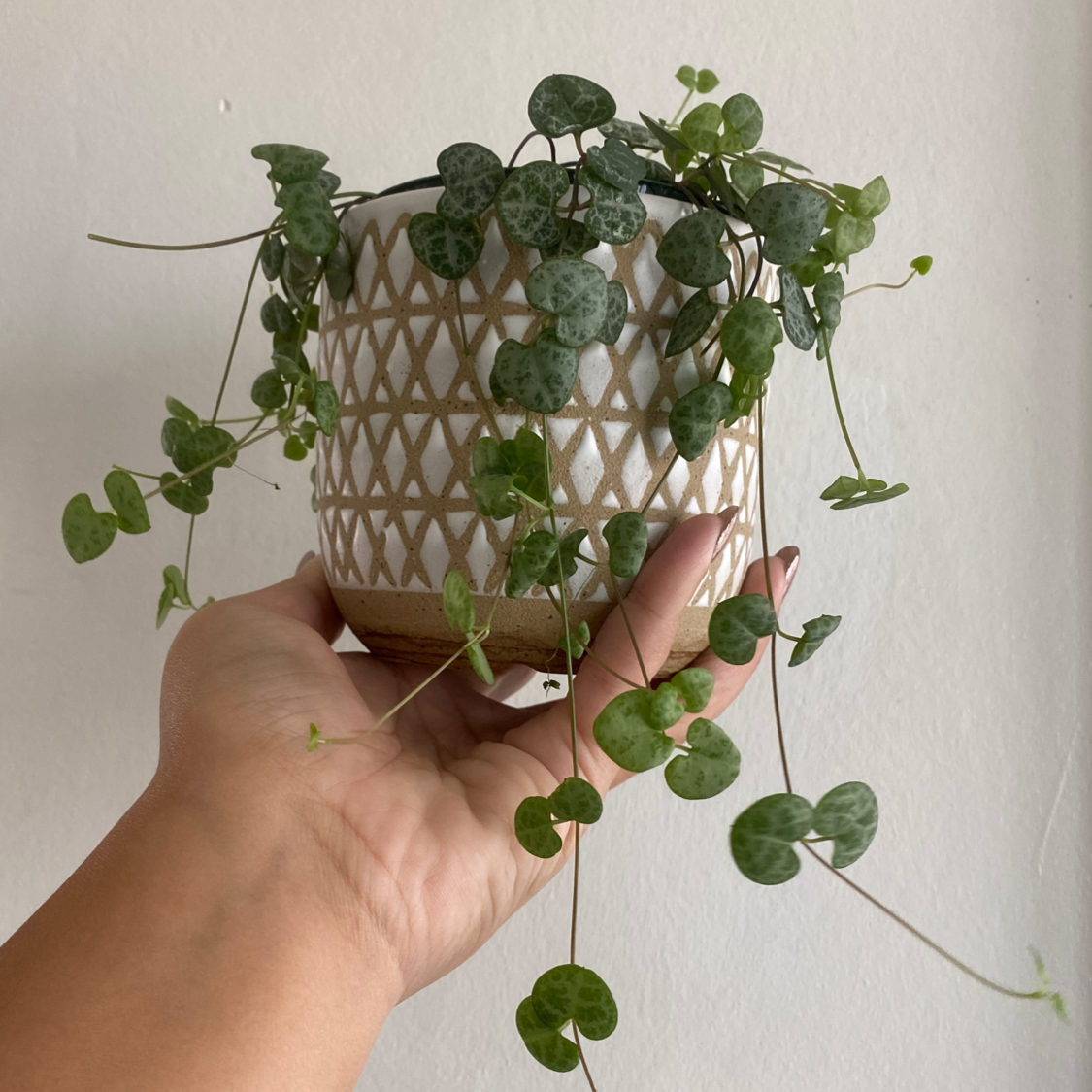 Photo of the plant species String of Hearts by @bossabroad named Alice on Greg, the plant care app