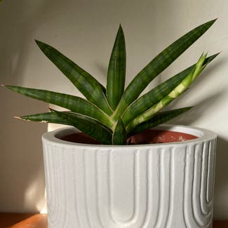 Cylindrical Snake Plant plant in Burbank, California