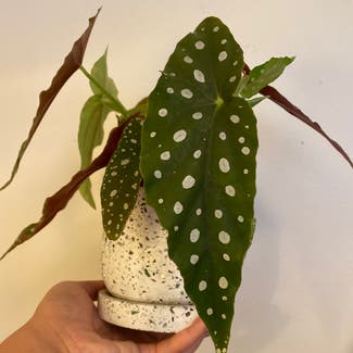 Polka Dot Begonia plant in Burbank, California