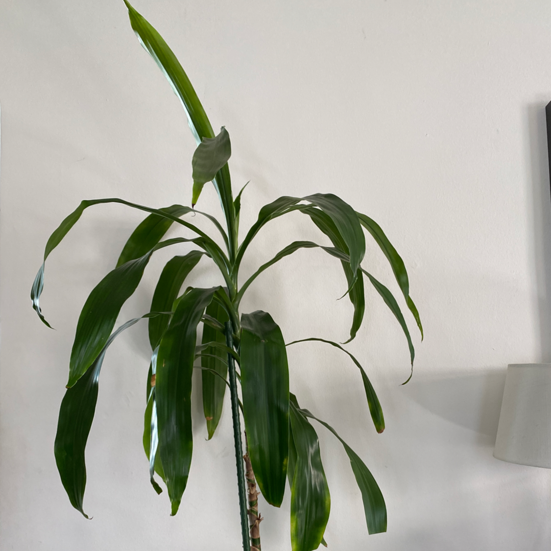 Dracaena 'Lisa' plant with long, narrow, green leaves indoors.
