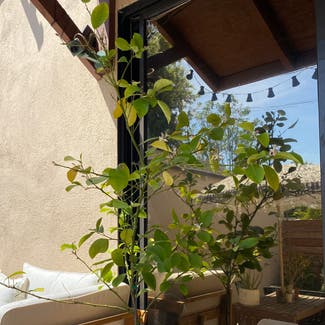 Meyer Lemon Tree plant in Burbank, California