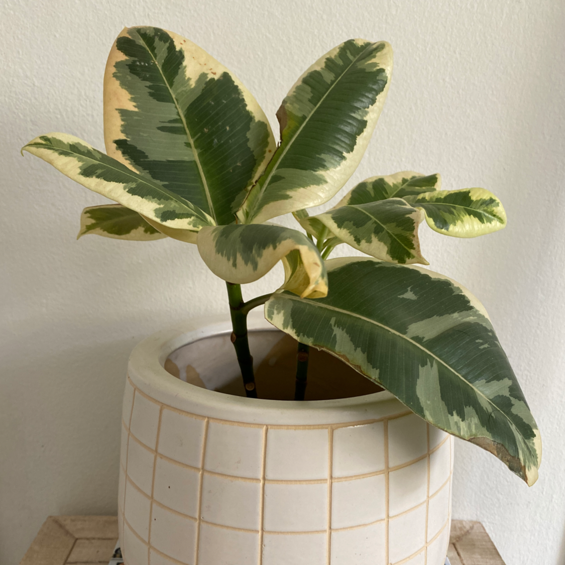 Ficus 'Ruby' plant in a white pot with variegated green and cream leaves.