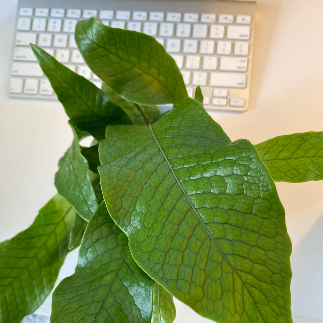 Photo of the plant species Crocodile Fern by @bossabroad named Croc on Greg, the plant care app