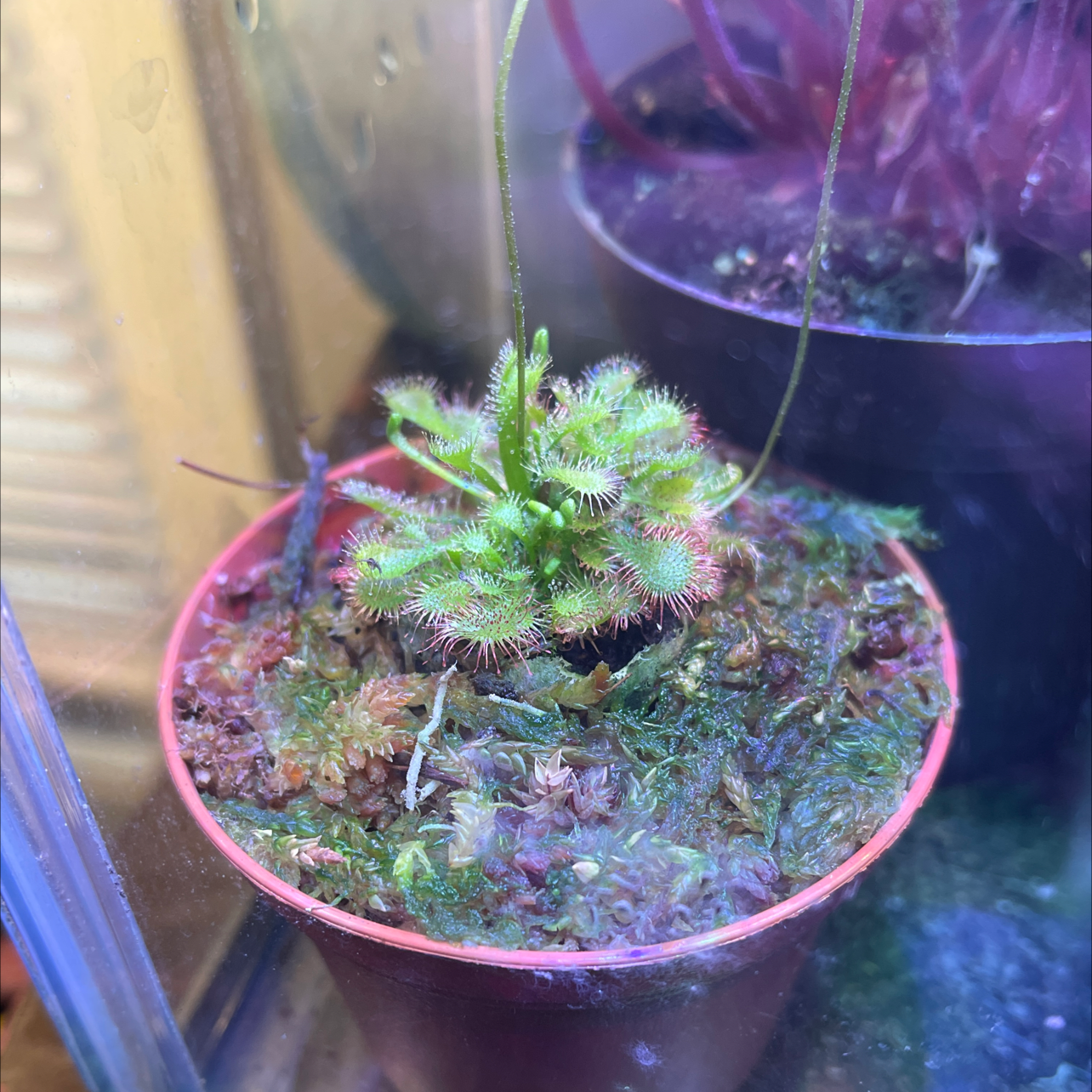 Round-Leaved Sundew plant in a pot with visible moist soil.