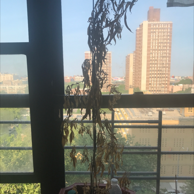 How Can You Tell If A Corkscrew Willow Is Dying?