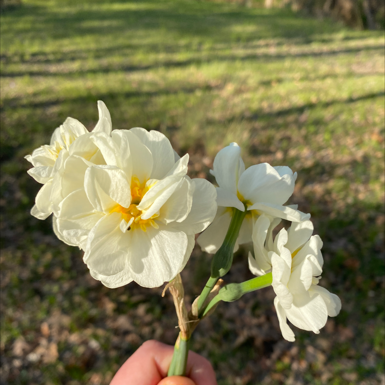 🌼 Why Are the Leaves on My Tazetta Daffodil Turning Yellow?