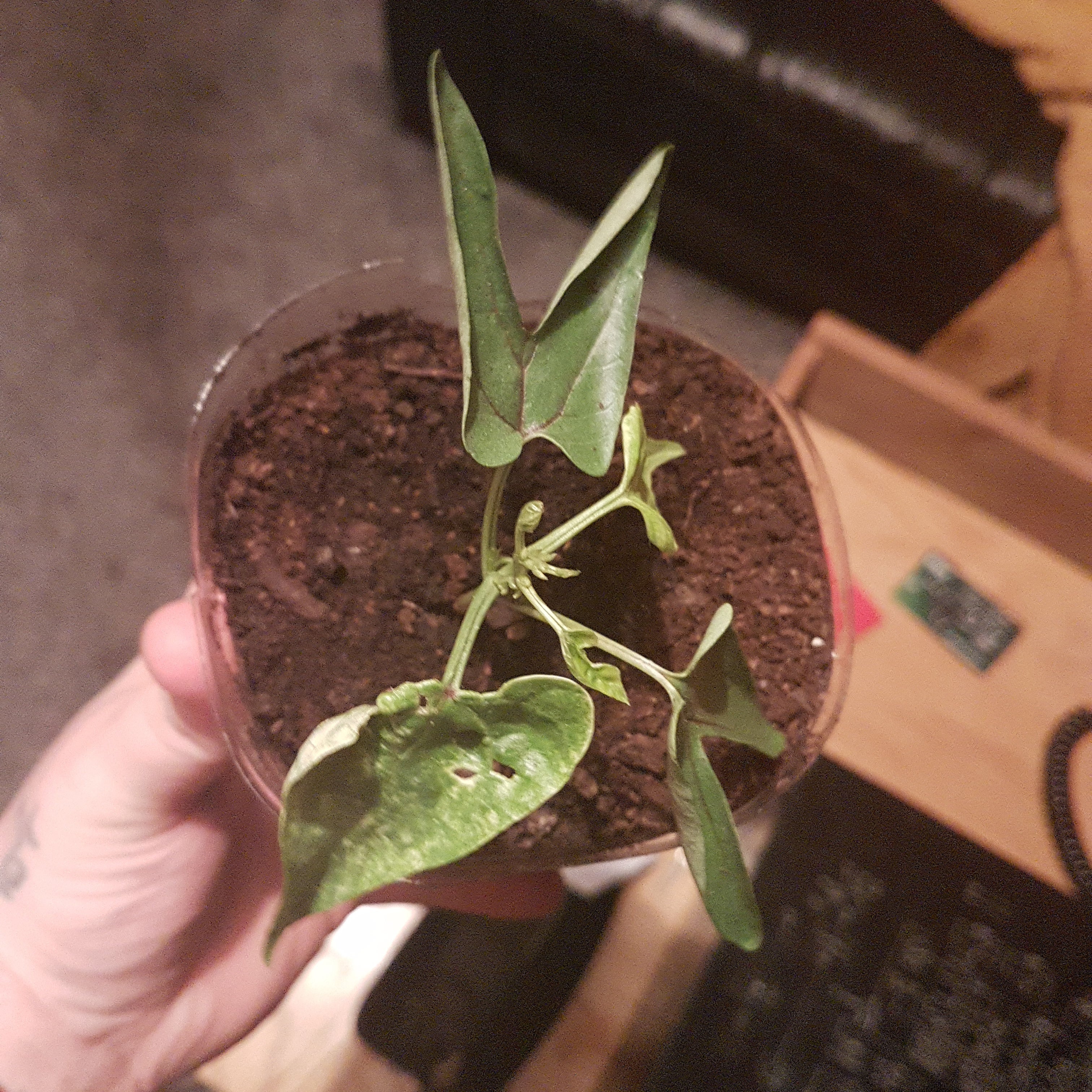 Photo of the plant species Picotee Blue Morning Glory by @RefinedBeans named Morning glory heavenly blue on Greg, the plant care app