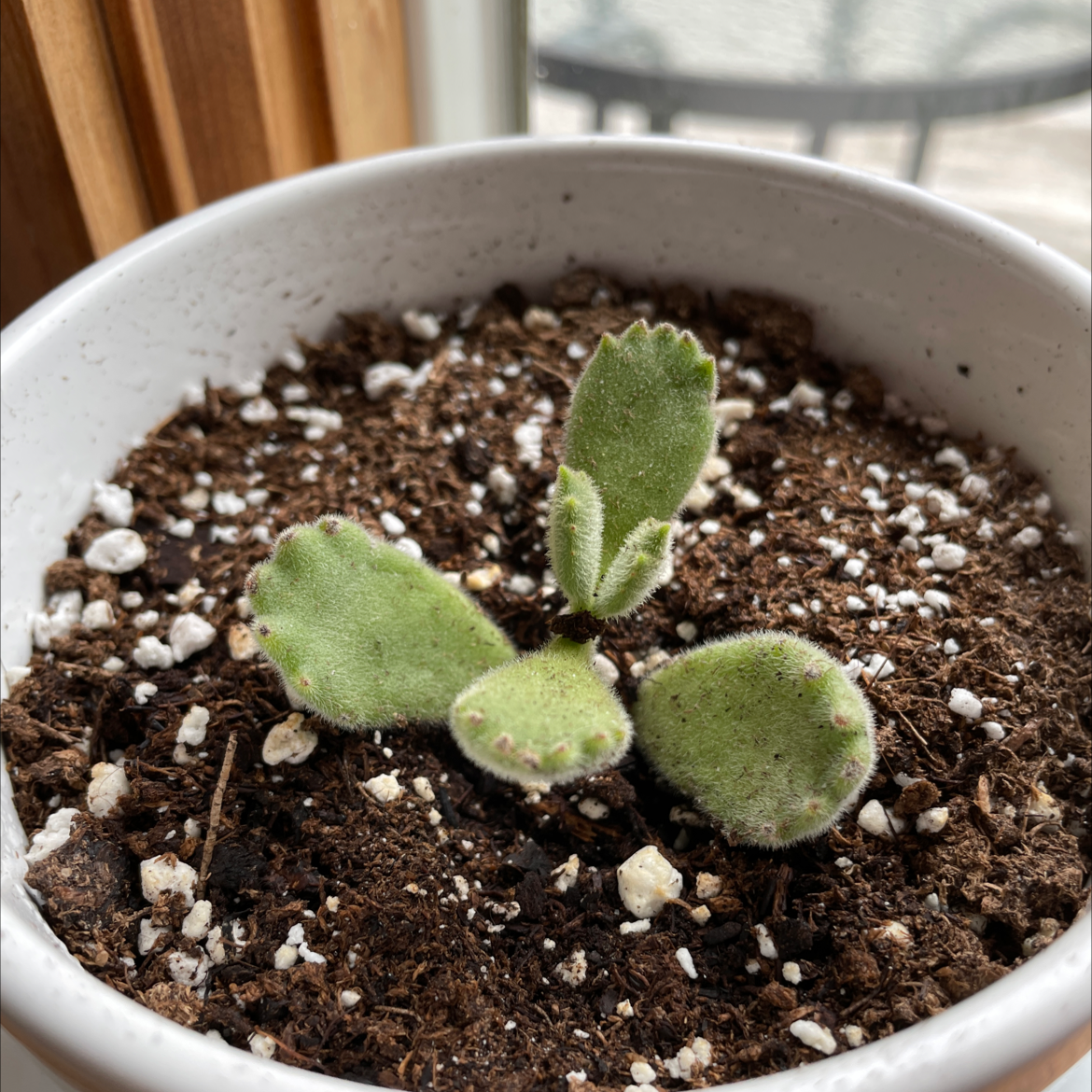 Bear's Paw plant photo by Alexandra named Little Bear on Greg, the plant care app.