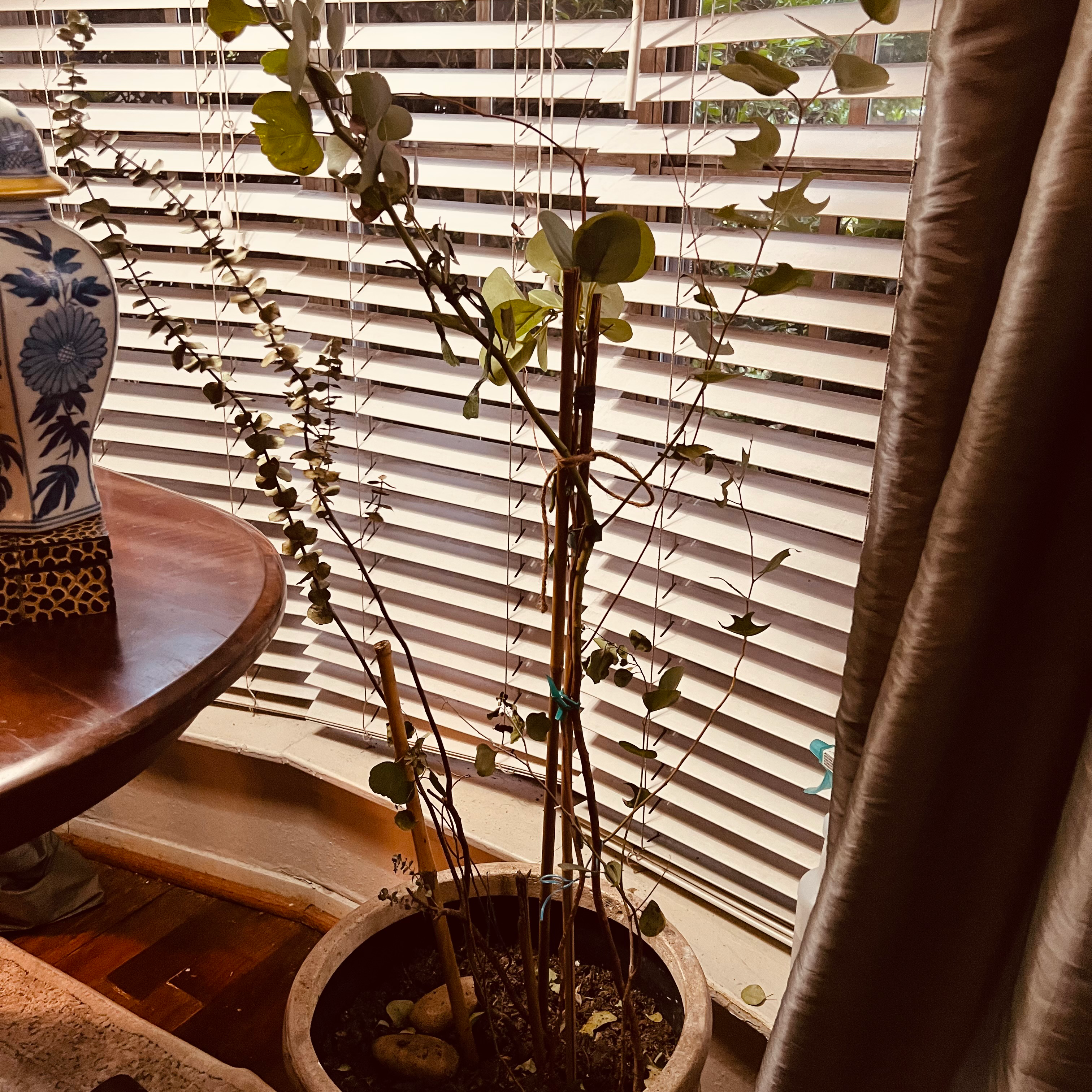 Indoor potted Sacred Bamboo plant with sparse foliage and visible soil.