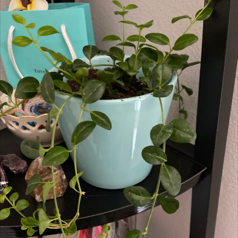 Potted Lesser Periwinkle plant with trailing stems and small, oval leaves.