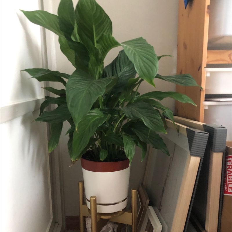 A healthy peace lily plant in a white ceramic pot on a wooden shelf, with slight yellowing on some lower leaves.