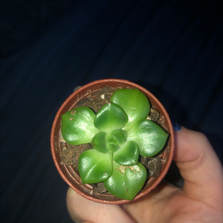 Top view of a healthy Tree Aeonium succulent in a pot, held by a hand.