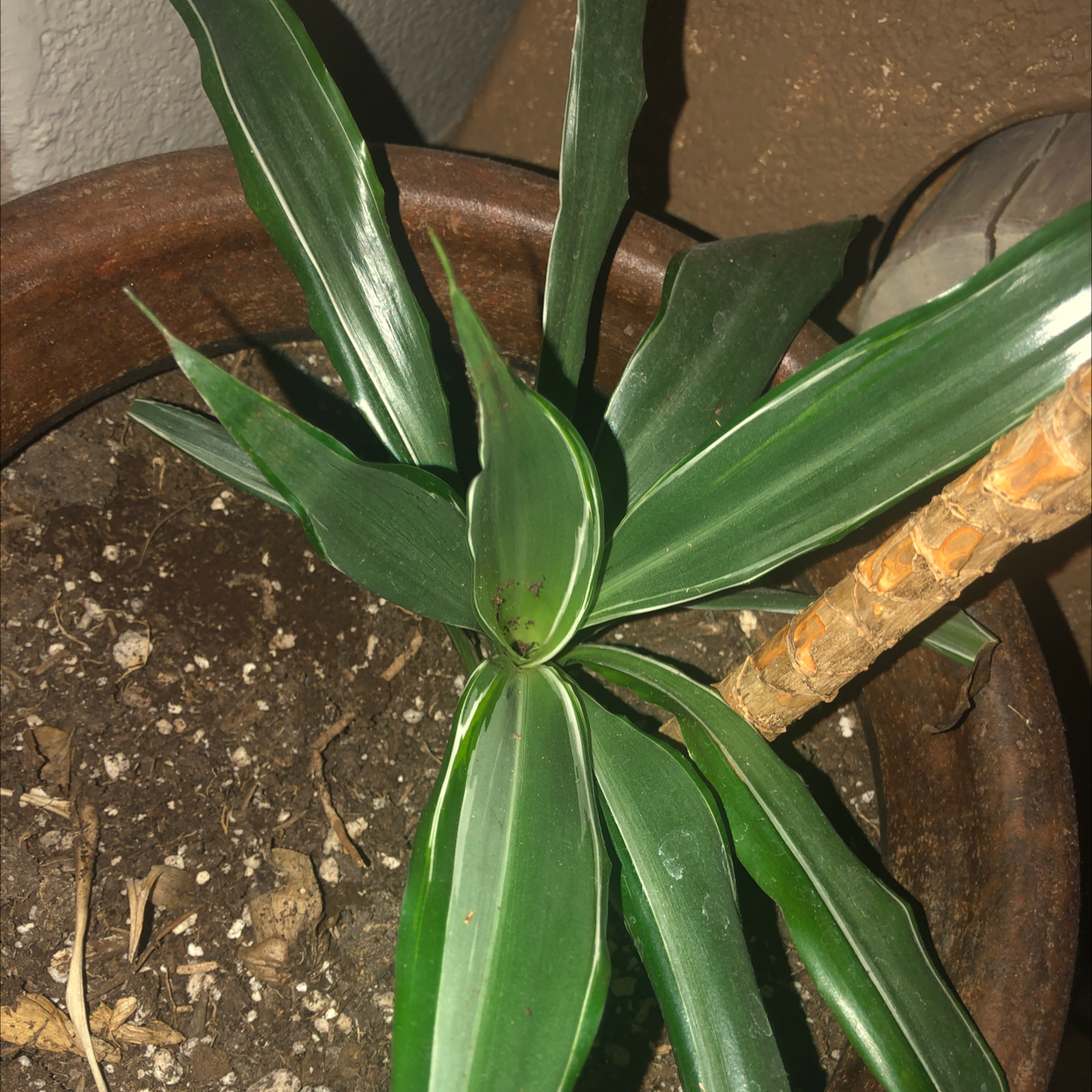 Healthy Cornstalk Dracaena plant with long green leaves and visible soil, cleanly focused and well-framed image.