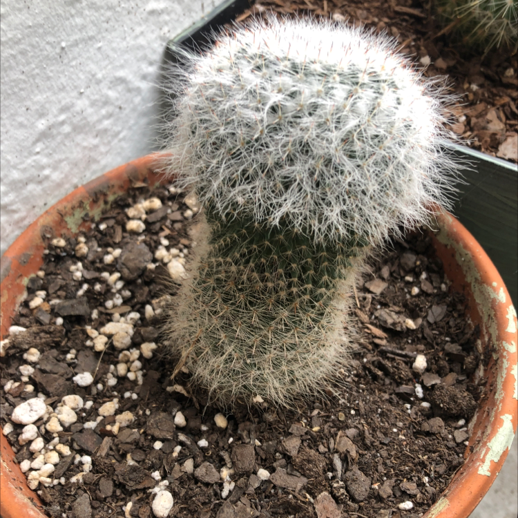 Healthy Simpson Hedgehog Cactus in a terracotta pot, covered in dense white spines. Photographed in close-up against a neutral background.