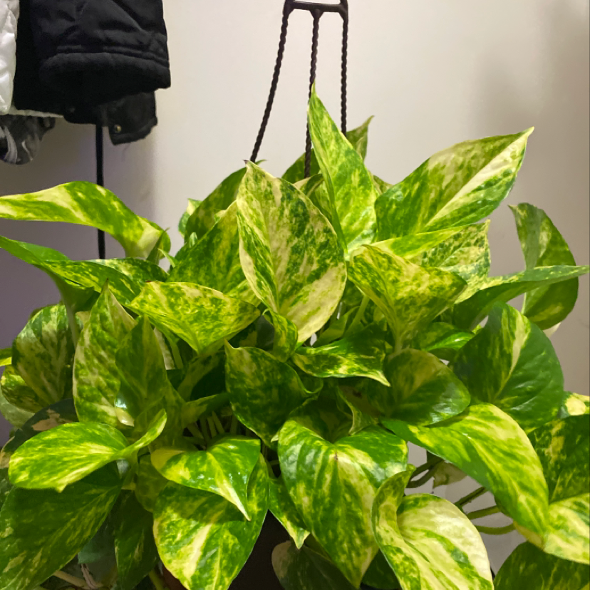 A hand holds up a healthy Golden Pothos plant with vibrant green and yellow variegated leaves against a plain background.