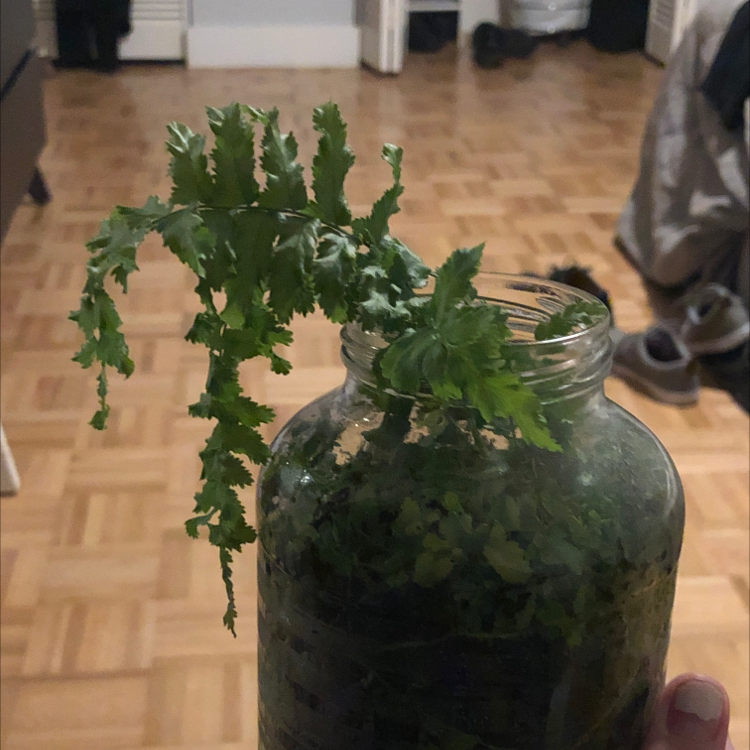 Photo of the plant species Hen and Chicken Fern by @saturnslover named Finneas on Greg, the plant care app