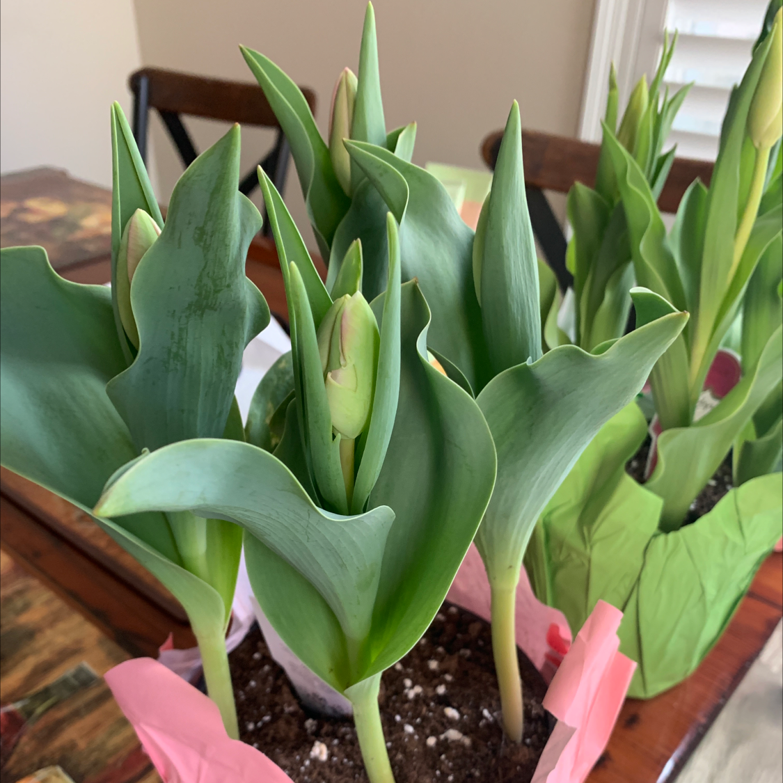 Garden Tulip plants with healthy green leaves and emerging flower buds in a pot with visible soil.