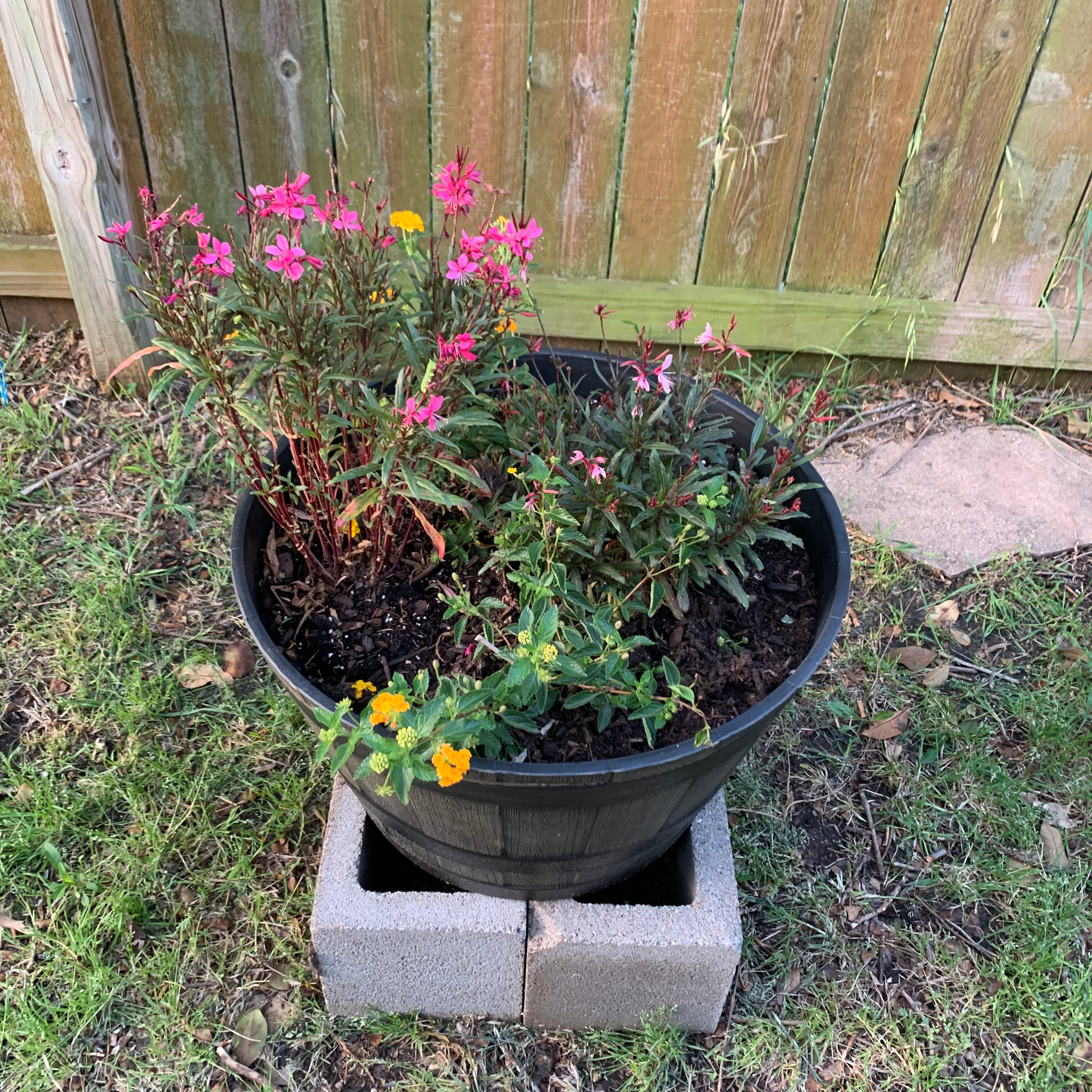 Plant care for Erythranthe maculosa on Greg, the plant care app