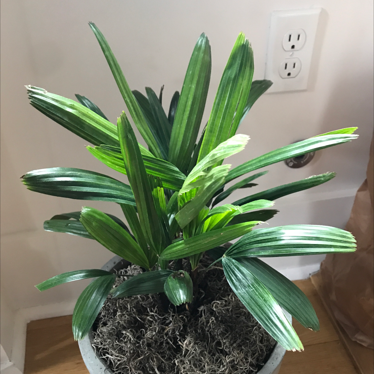 A healthy, thriving Rhapsis Palm in a black plastic pot, with vibrant green fronds and no discoloration.