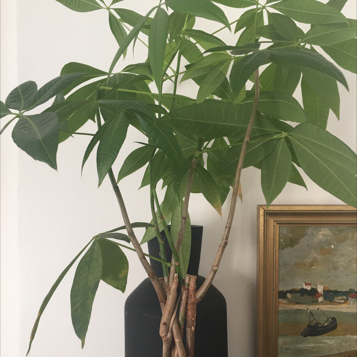 Money Tree plant photo by @Brun0_t0mas named Robert Dinero on Greg, the plant care app.