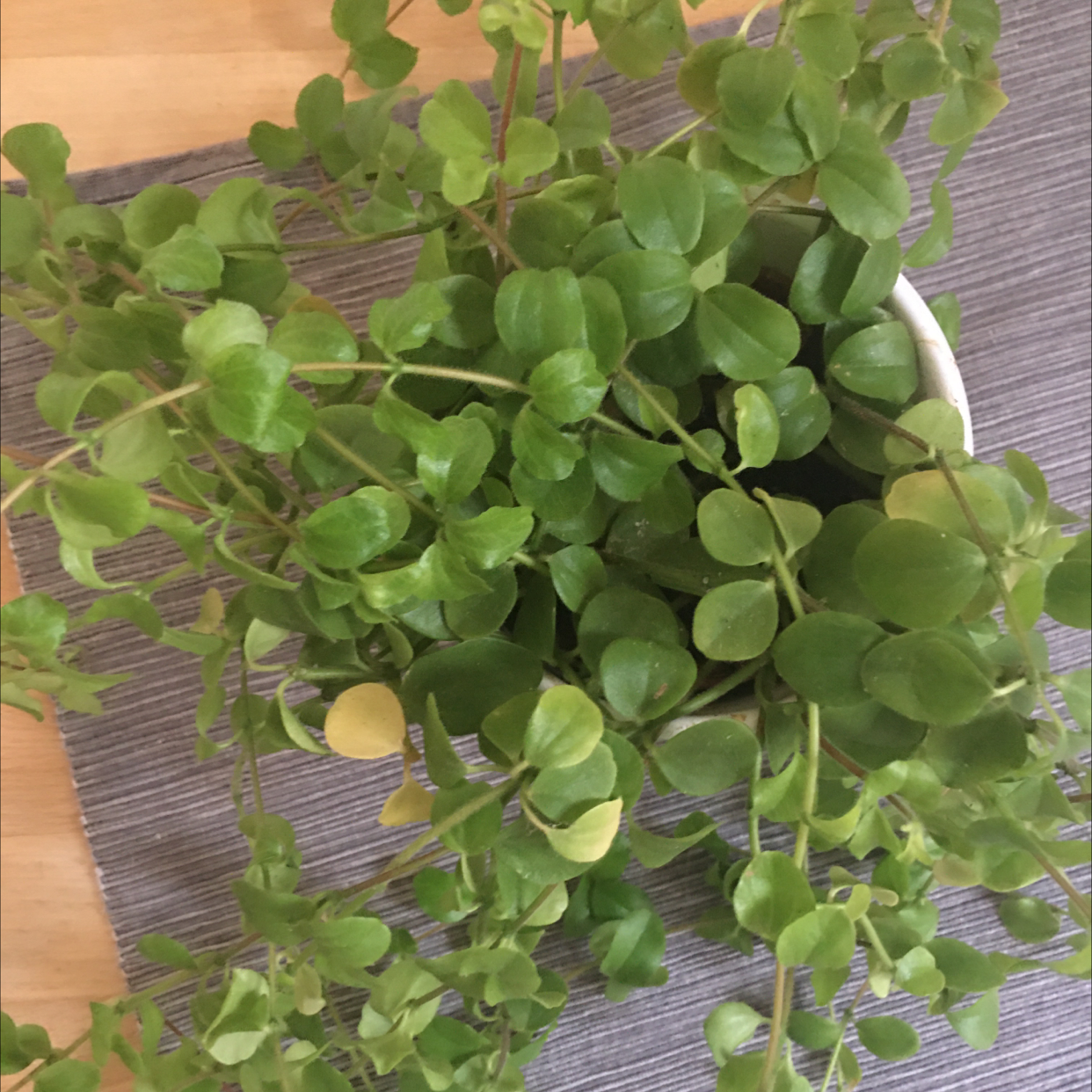 Potted Creeping Jenny plant with small, round green leaves, some yellowing.