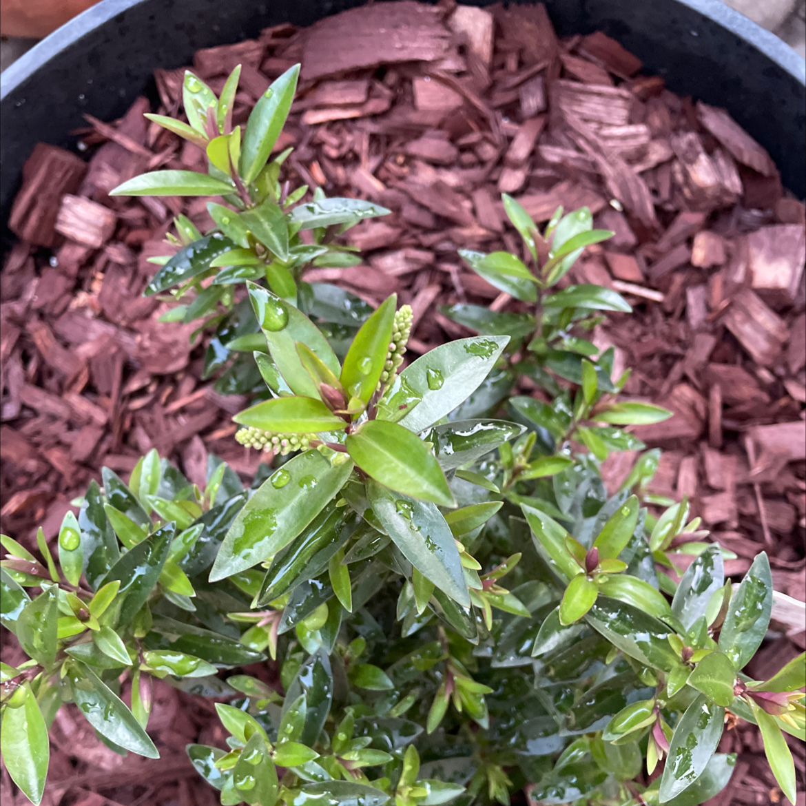 Photo of the plant species Raspberry Ripple Peperomia by @MeaningfulApple named Einstein on Greg, the plant care app