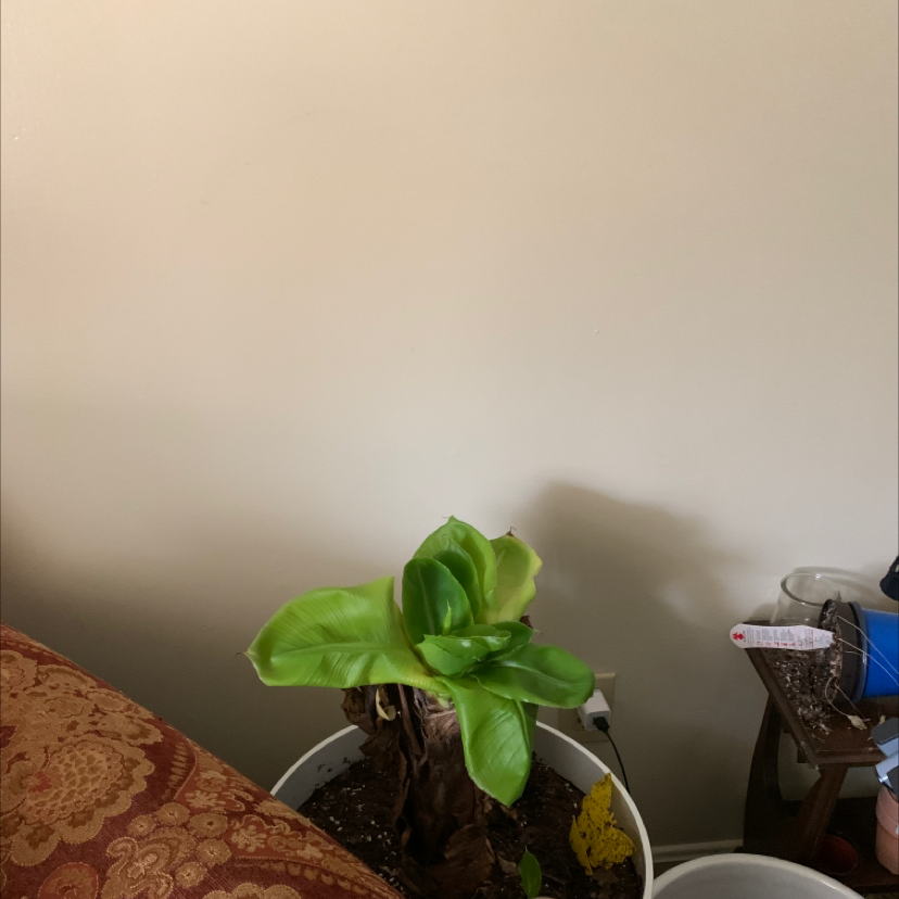 Young banana plant in a pot with some yellowing at the base.