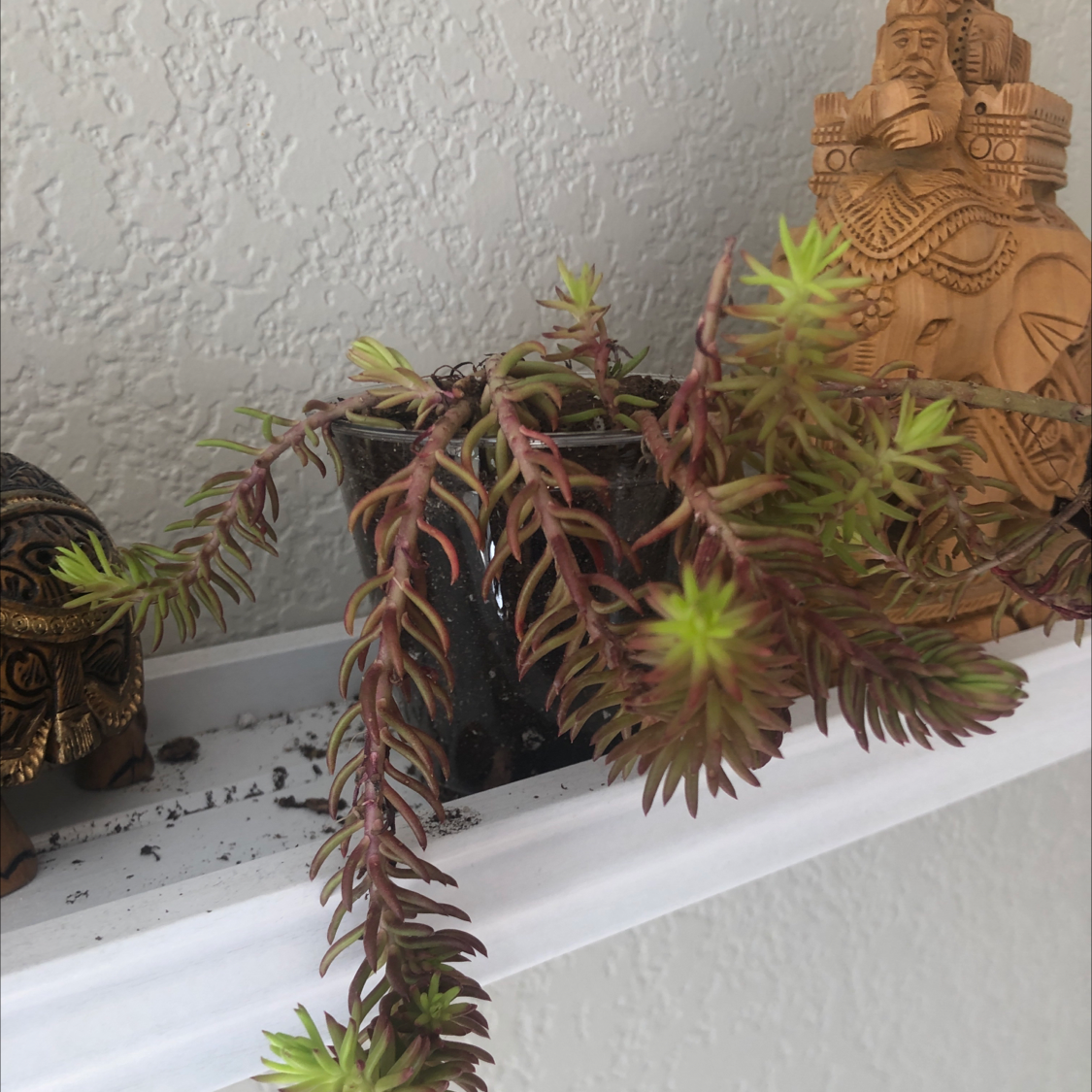 Jenny's Stonecrop plant with trailing stems and small, pointed leaves in a pot on a shelf.