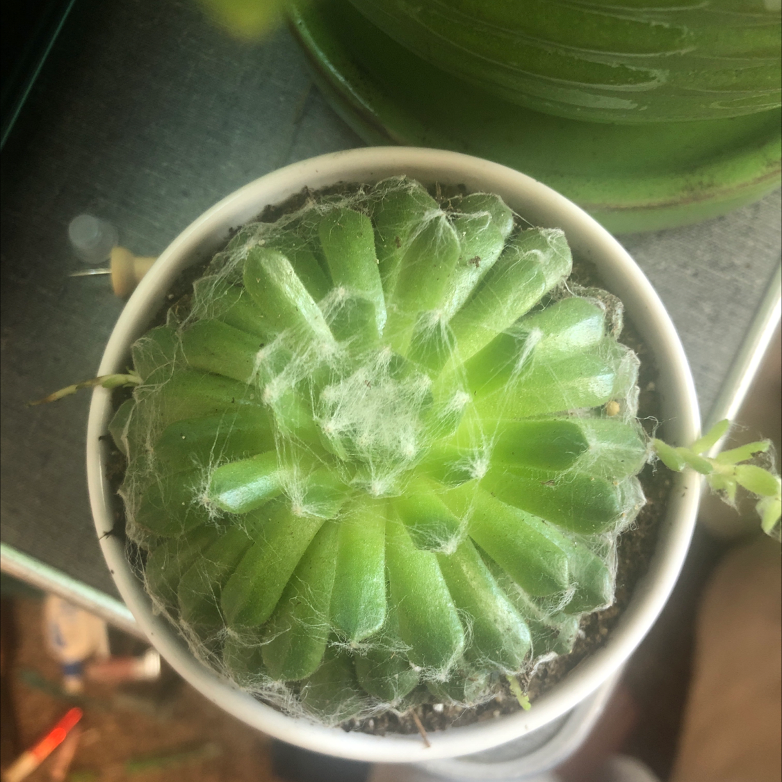 Cobweb Hens and Chicks plant in a small pot with vibrant green leaves and cobweb-like filaments.