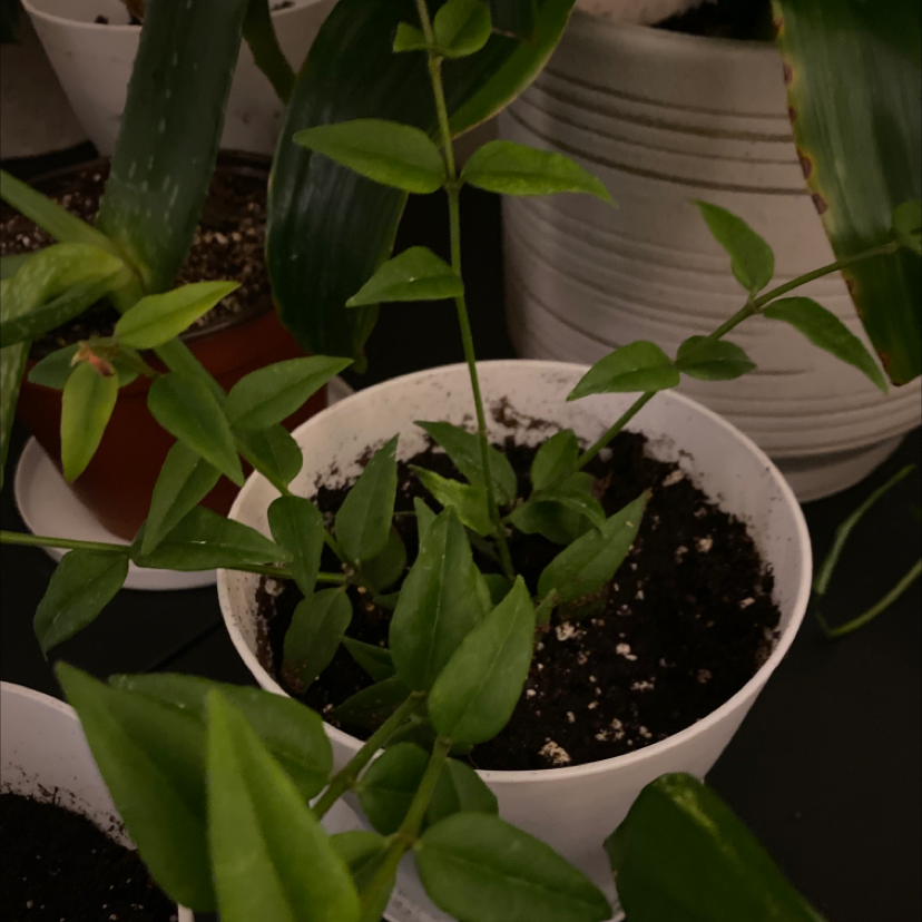 Photo of the plant species Hoya bicknellii by @AssiduousMint named Scarlett on Greg, the plant care app