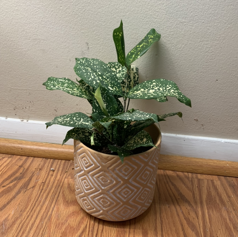 Dracaena 'Florida Beauty' plant in a decorative pot on a wooden floor.