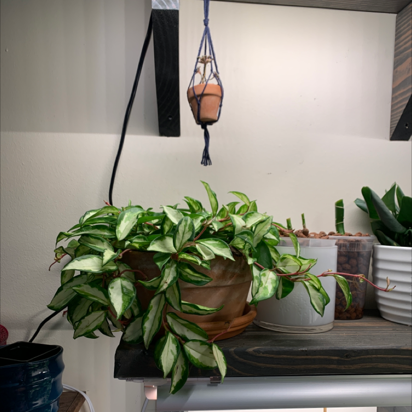 Krimson Princess Hoya plant in a pot on a shelf with other plants in the background.