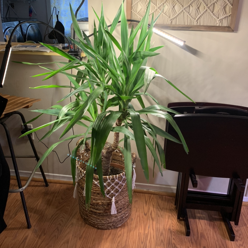 Blue-Stem Yucca plant photo by @Dyslixec named Coco on Greg, the plant care app.