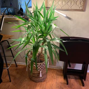 Blue-Stem Yucca plant photo by @Dyslixec named Coco on Greg, the plant care app.