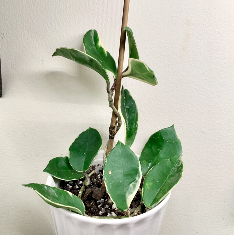 Hoya Carnosa Tricolor plant in a white pot with green and white variegated leaves.