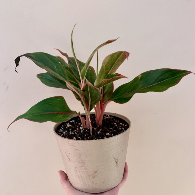 Red Siam Aurora Aglaonema plant in a pot with some browning on leaf edges.