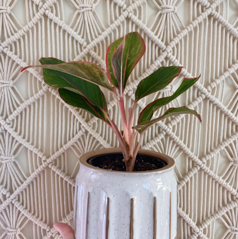 Red Siam Aurora Aglaonema plant in a white pot with a macrame background.