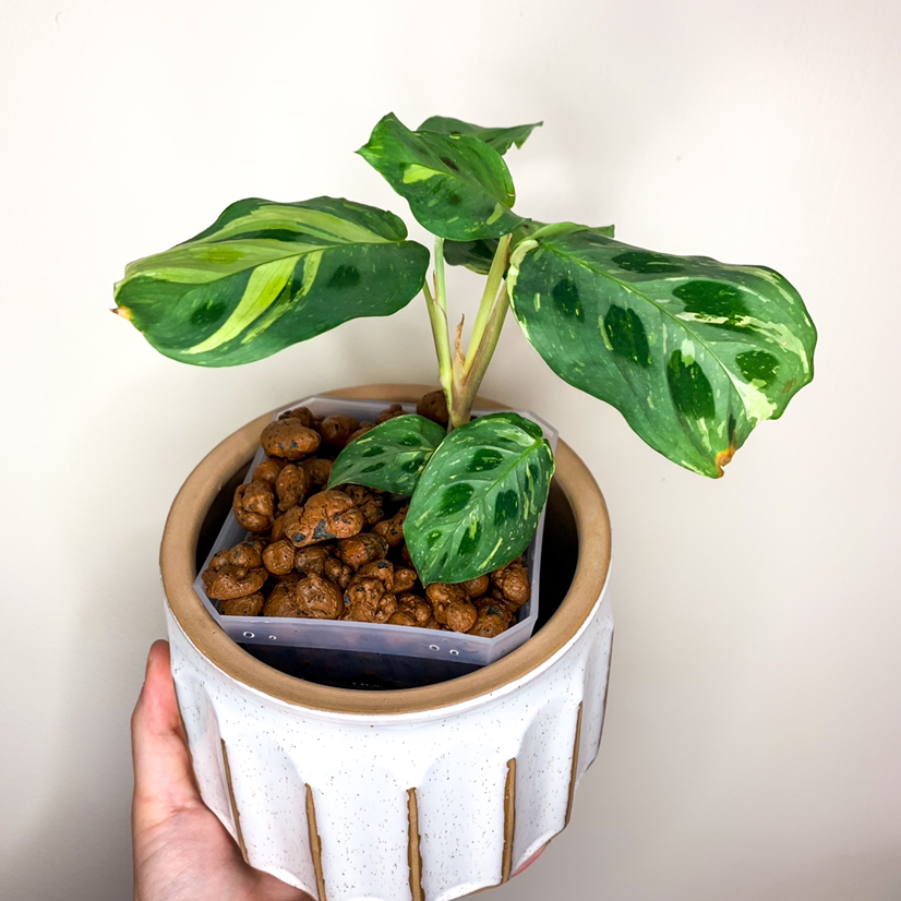 Variegated Prayer Plant in a pot with visible soil, held by a hand.