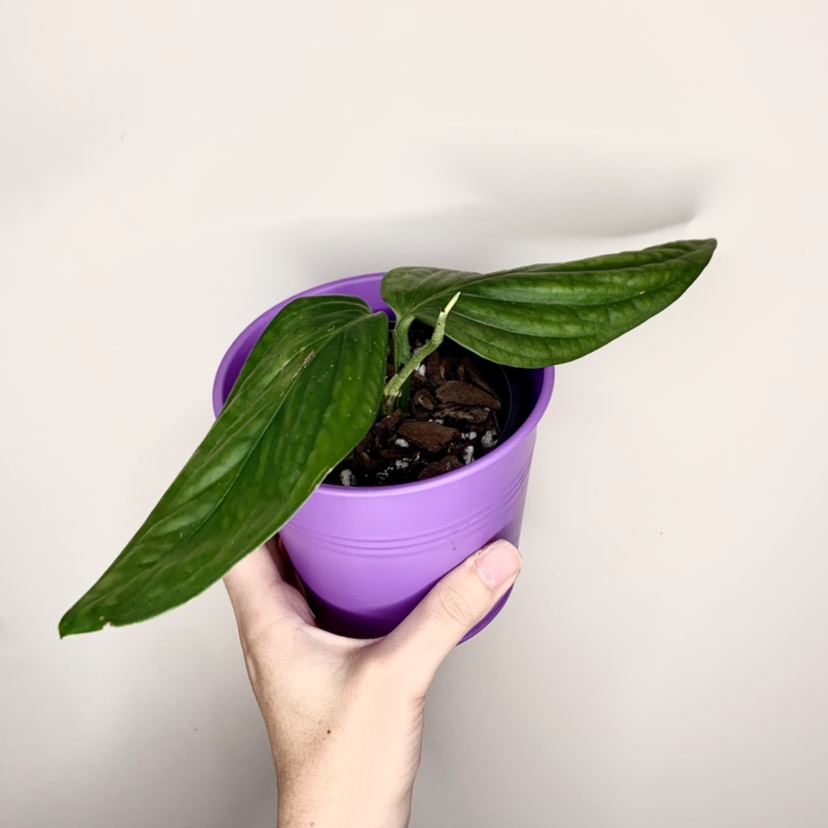 Monstera pinnatipartita plant in a purple pot held by a hand.