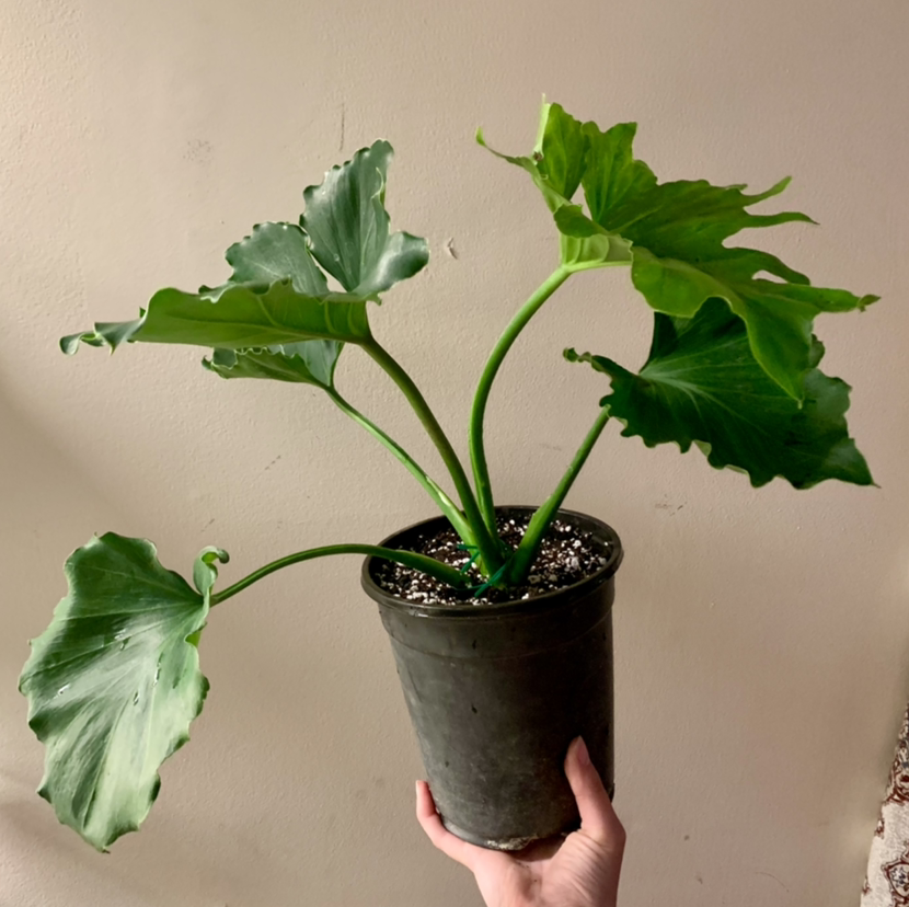 Philodendron 'Hope Selloum' in a black pot held by a hand, with visible soil.