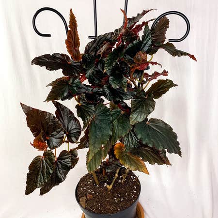 Photo of the plant species Begonia 'Burning Bush' by Dyslixec named Neev on Greg, the plant care app