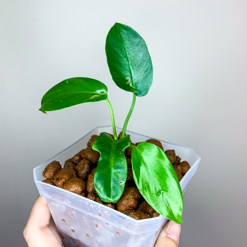 Horsehead Philodendron plant with three healthy green leaves in a pot with visible soil.